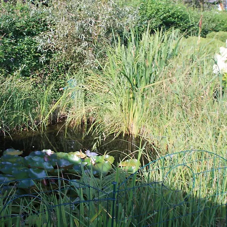 Seerose An Der Ostsee *